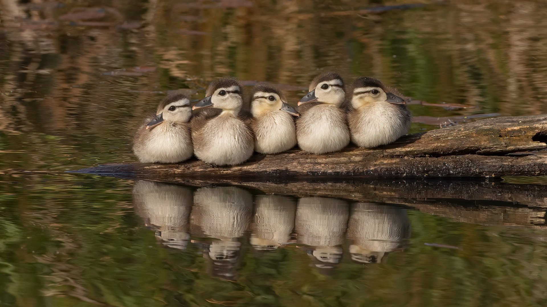 群狼利齿，努涅斯如何以持续杀伤撕碎国际米兰防线？
