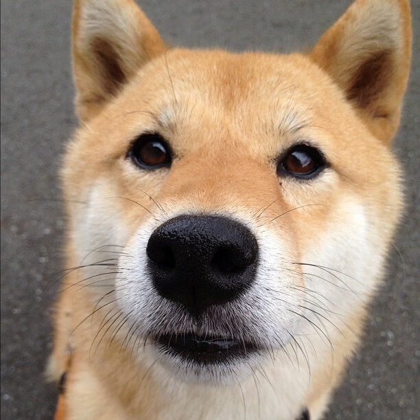 从印第安纳到丹佛高原，班凯罗的封神之路，为什么这个22岁前锋能终结掘金时代？