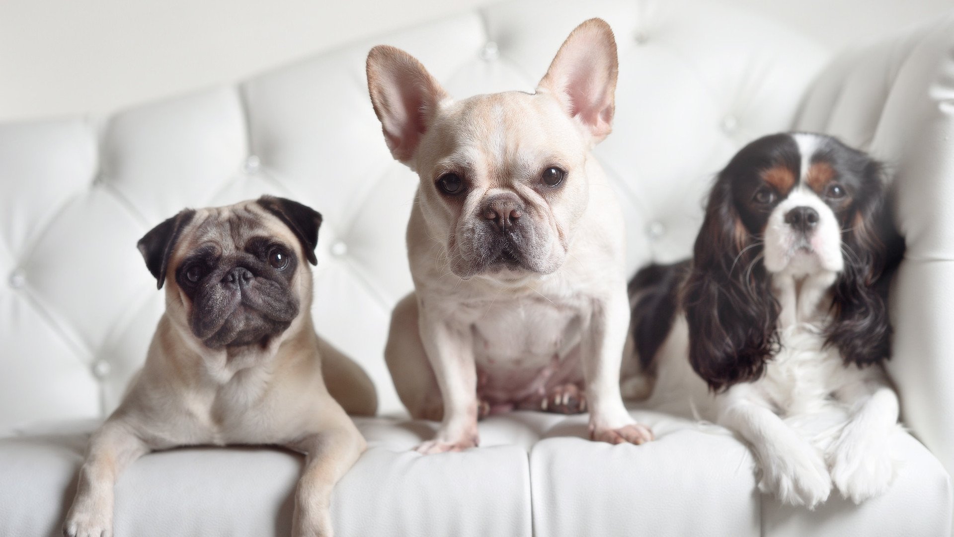 跨界逆袭，当足球幽灵降临NBA赛场