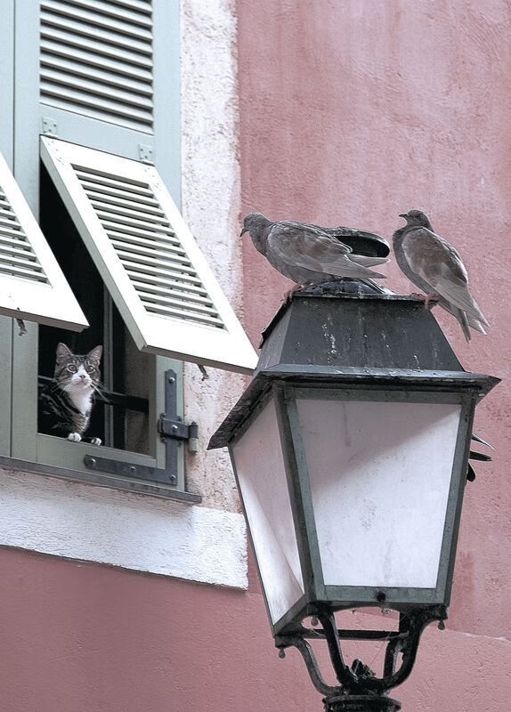 当卡马文加的矛刺穿防线，玻利维亚的盾如何抵挡巴黎的狂潮？