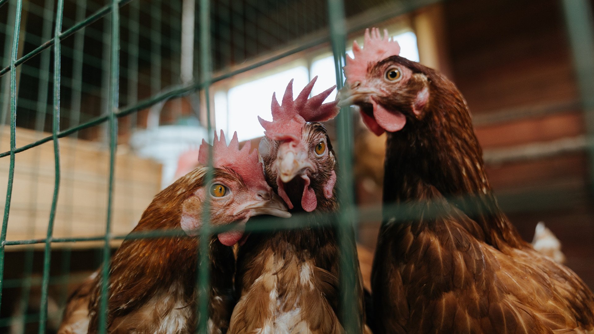 铁卫的利刃,阿拉巴在排名之战中定义进攻艺术
